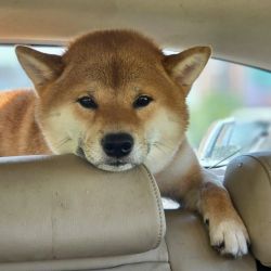 picture of dog