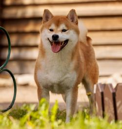 picture of dog
