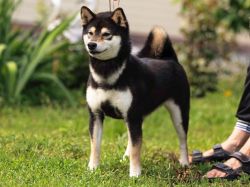 picture of dog