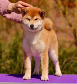 picture of dog