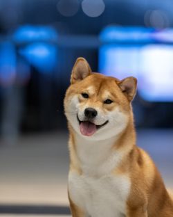 picture of dog