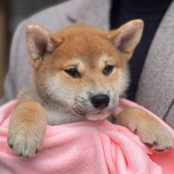 picture of dog