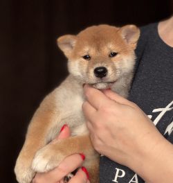 picture of dog