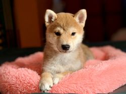 picture of dog