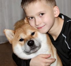 picture of dog