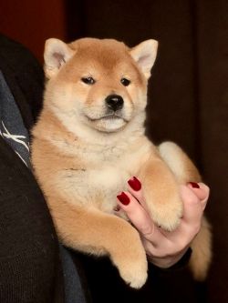 picture of dog