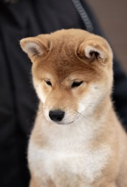 picture of dog