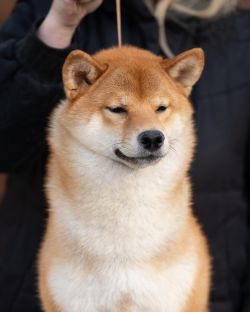 picture of dog