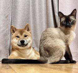 picture of dog