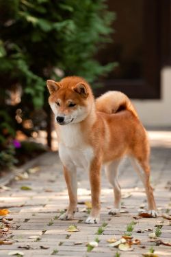 picture of dog