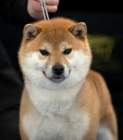 picture of dog