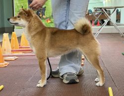 picture of dog