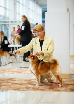 picture of dog
