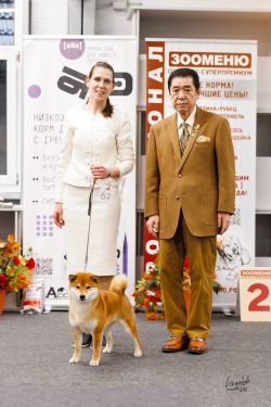 picture of dog