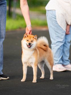 picture of dog