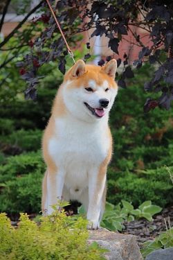 picture of dog