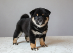 picture of dog