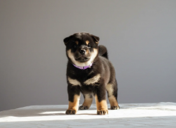 picture of dog