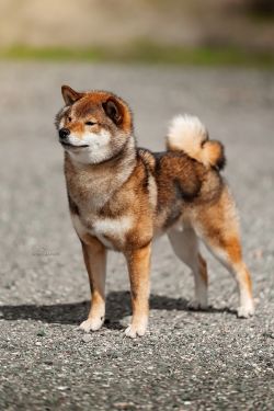 picture of dog