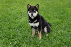 picture of dog