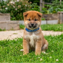 picture of dog