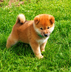 picture of dog