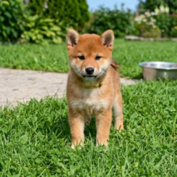picture of dog