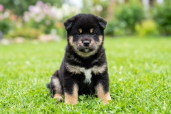 picture of dog