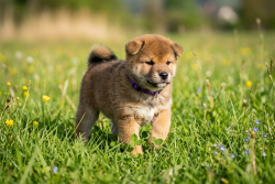 picture of dog