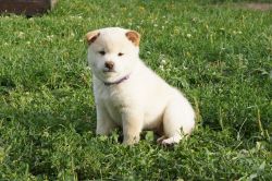 picture of dog
