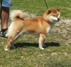 picture of dog