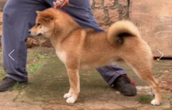 picture of dog