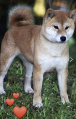 picture of dog