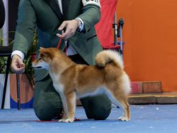 picture of dog