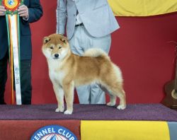 picture of dog