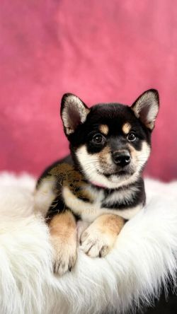 picture of dog
