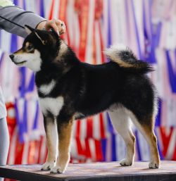 picture of dog