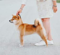 picture of dog