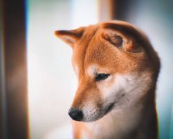 picture of dog