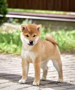 picture of dog